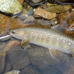 九頭竜川水系でイワナ釣り